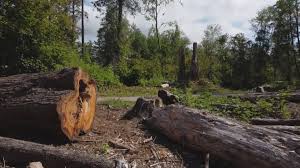 How Our Tree Care Process Works  in  Diamond Bar, CA