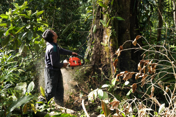 Tree and Shrub Care in Diamond Bar, CA