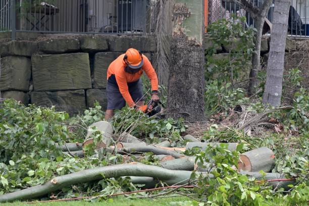 Best Commercial Tree Services  in Diamond Bar, CA